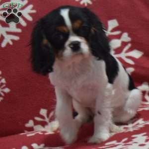 Lexi, Cavalier King Charles Spaniel Puppy