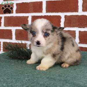 Jacob, Pembroke Welsh Corgi Puppy