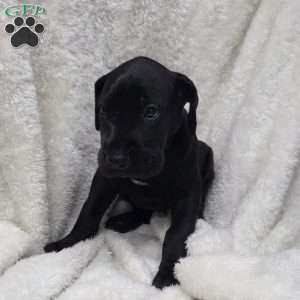 Jewel, Great Dane Puppy