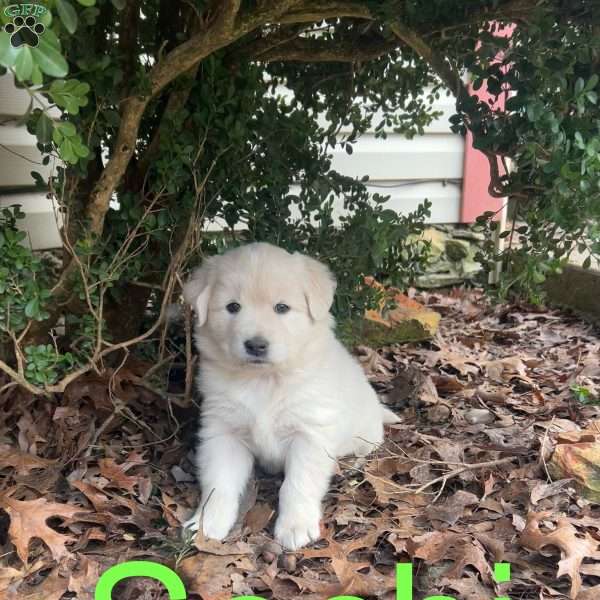 Sochi, Newfoundland Mix Puppy