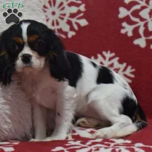 Lexi, Cavalier King Charles Spaniel Puppy