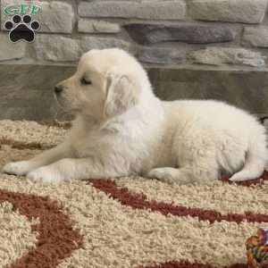 Tommy, English Cream Golden Retriever Puppy