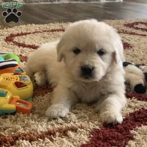 Glacier, English Cream Golden Retriever Puppy