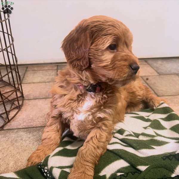 Maeve, Irish Doodle Puppy