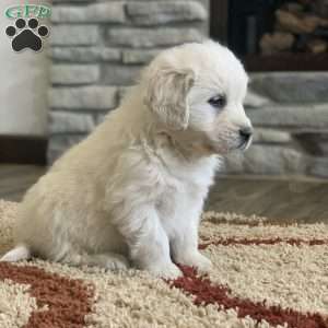 Glacier, English Cream Golden Retriever Puppy
