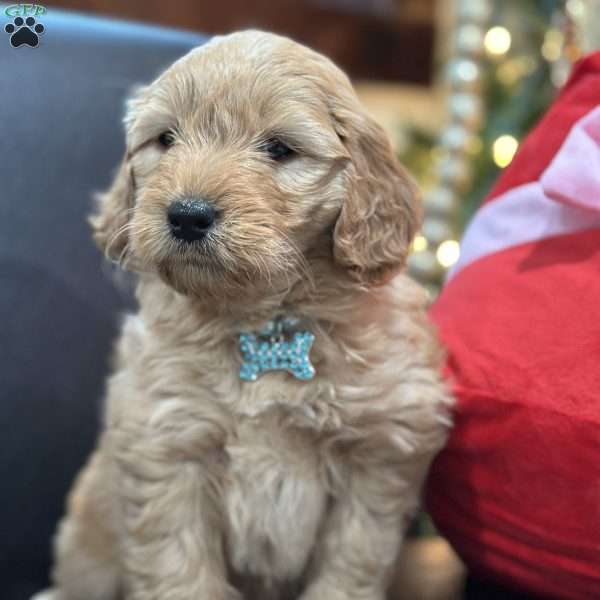 Andy, Mini Goldendoodle Puppy