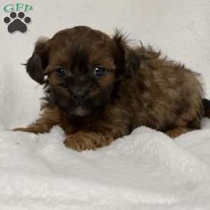 Aaliyah, Shih-Poo Puppy