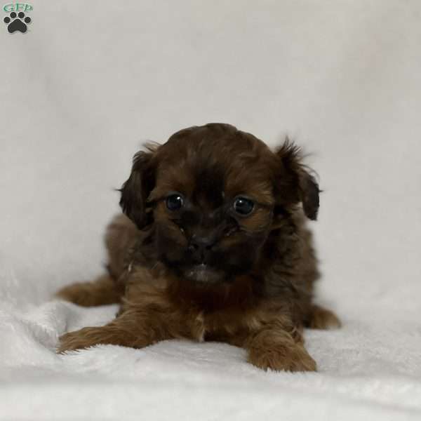 Aaliyah, Shih-Poo Puppy