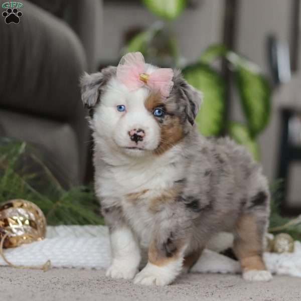 Abby, Miniature Australian Shepherd Puppy
