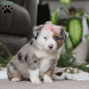 Abby, Miniature Australian Shepherd Puppy