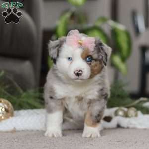 Abby, Miniature Australian Shepherd Puppy