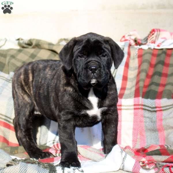 Abby, English Mastiff Puppy