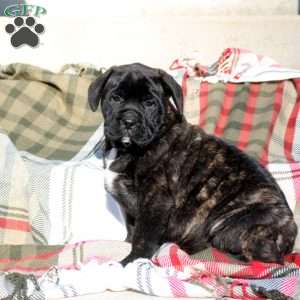 Abby, English Mastiff Puppy