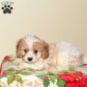 Abby, Cavapoo Puppy