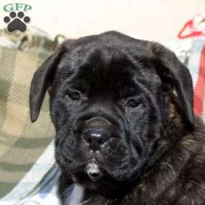 Abby, English Mastiff Puppy