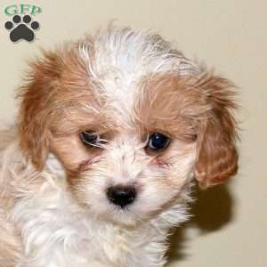 Abby, Cavapoo Puppy