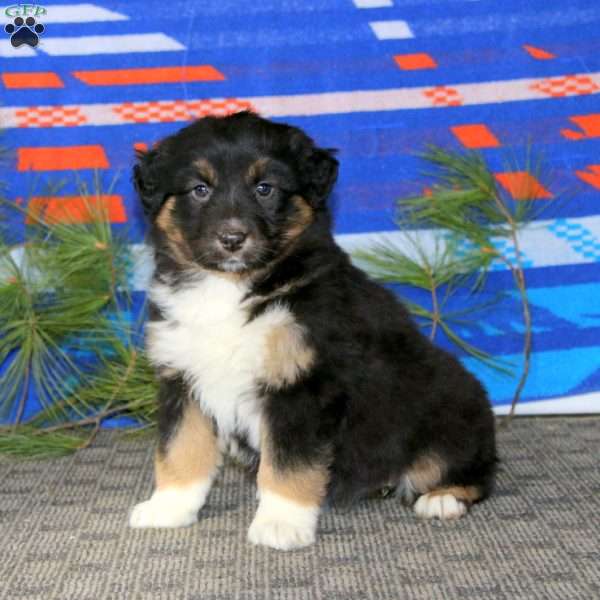 Abby, Australian Shepherd Puppy