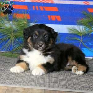 Abby, Australian Shepherd Puppy