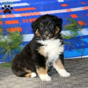Abby, Australian Shepherd Puppy