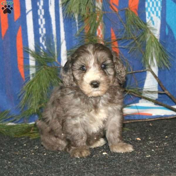 Abe, Mini Goldendoodle Puppy