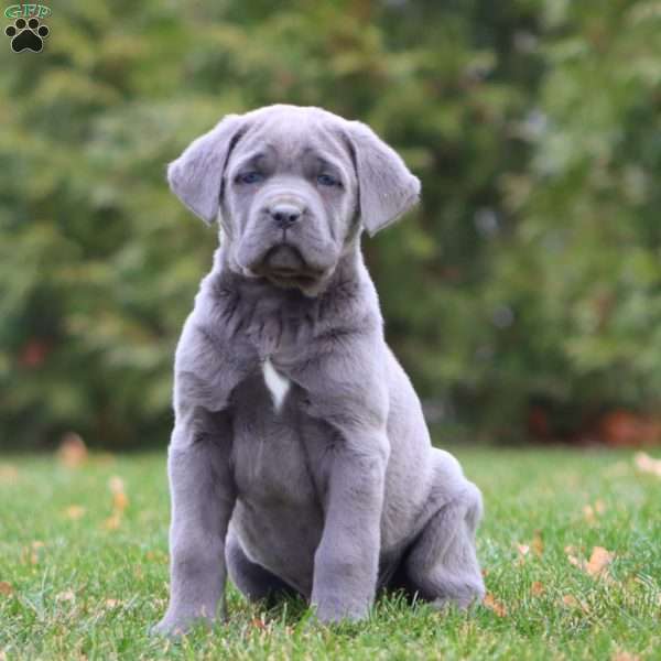 Abe, Cane Corso Puppy