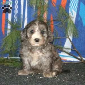 Abe, Mini Goldendoodle Puppy