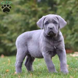 Abe, Cane Corso Puppy