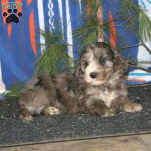 Abe, Mini Goldendoodle Puppy