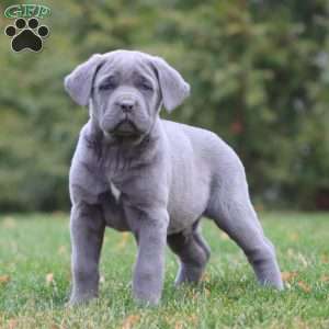 Abe, Cane Corso Puppy