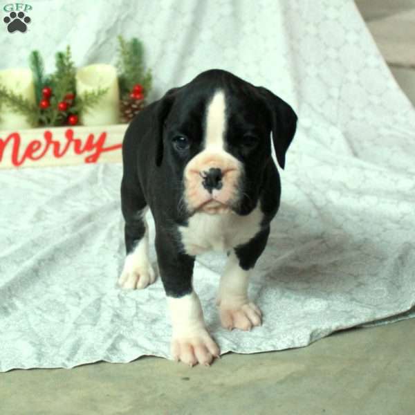 Abigail, Boxer Puppy