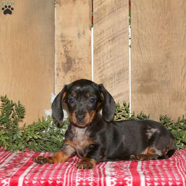 Abigail, Dachshund Puppy