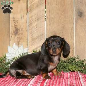 Abigail, Dachshund Puppy