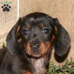 Abigail, Dachshund Puppy