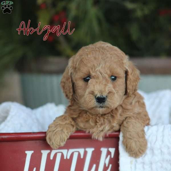 Abigail, Mini Goldendoodle Puppy