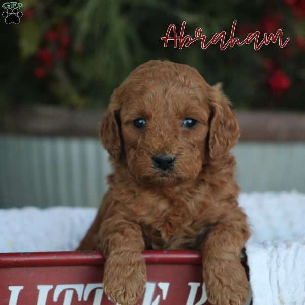 Abraham, Mini Goldendoodle Puppy