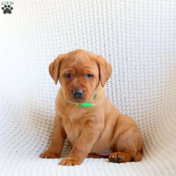 Ace, Fox Red Labrador Retriever Puppy