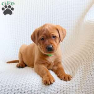 Ace, Fox Red Labrador Retriever Puppy