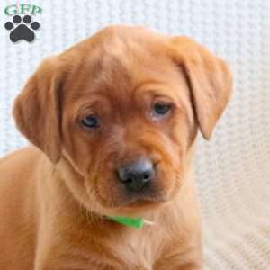 Ace, Fox Red Labrador Retriever Puppy