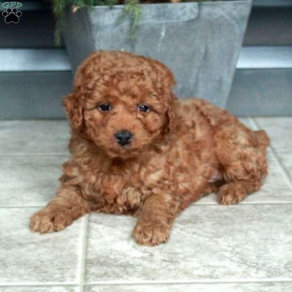 Ace, Miniature Poodle Puppy