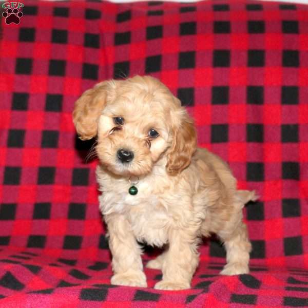 Ace, Cockapoo Puppy