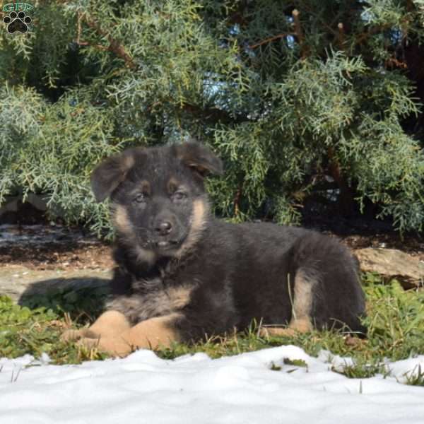 Ace, German Shepherd Puppy