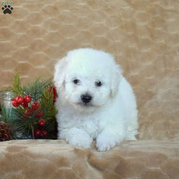 Ace, Bichon Frise Puppy