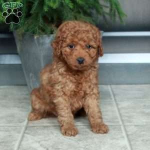 Ace, Miniature Poodle Puppy