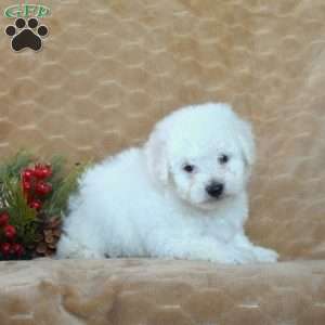 Ace, Bichon Frise Puppy