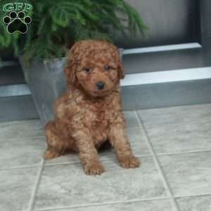 Ace, Miniature Poodle Puppy
