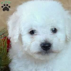 Ace, Bichon Frise Puppy