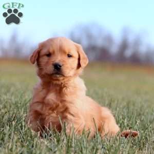 Ace, Golden Retriever Puppy