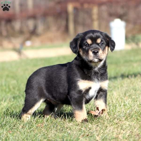 Ace, Shih Tzu Mix Puppy