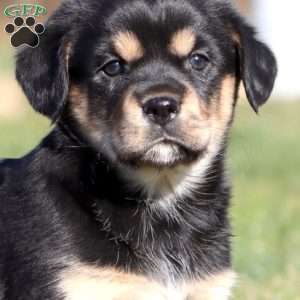 Ace, Shih Tzu Mix Puppy