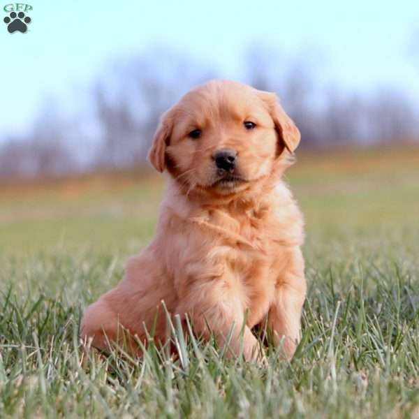 Ace, Golden Retriever Puppy